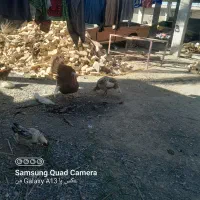 بوقلمون نر وماده یه جفت|حیوانات مزرعه|هیدوچ, |دیوار