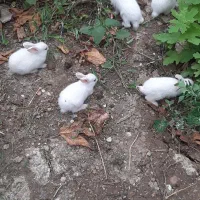 خرگوش سفید چشم قرمز|موش و خرگوش|بهشهر, |دیوار