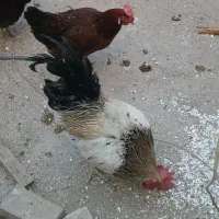 مرغ خروس اصیل محلی