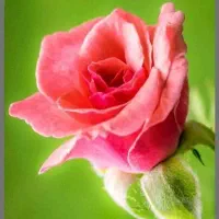 نیازمند نظافتچی خانم