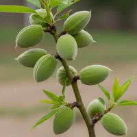 فروش فوری نهال بادام مامایی اصیل و پرمحصول|خدمات باغبانی و درختکاری|سقز, |دیوار