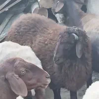 بره نر