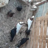 کبوتر|پرنده|شوشتر, |دیوار