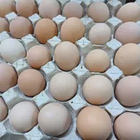 تخم مرغ نطفه دار به شرط|حیوانات مزرعه|شفت, |دیوار