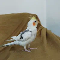 عروس هلندی اهلی اهلی|پرنده|چهارباغ, |دیوار