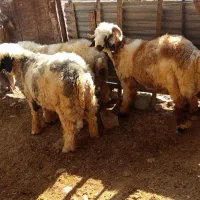 فروش بره