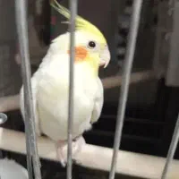 عروس هلندی نر سخنگو رام باقفس