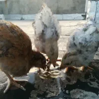 جوجه ۳ماهه