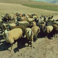 گوسفند میش وبره.