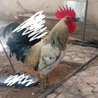 خروس محلی درشت