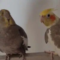 فروش  دوعدد عروس هلندی بامزه و مهربون