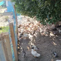 اردک چهارماهه پکنی|حیوانات مزرعه|شلمان, |دیوار