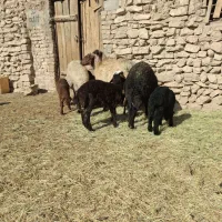 میش بره دار