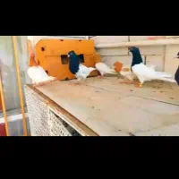 کفتر سینه کفتر کله|پرنده|آبدانان, |دیوار