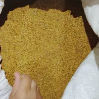 بذر یونجه