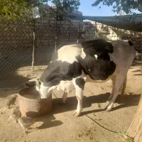 گاووگوساله