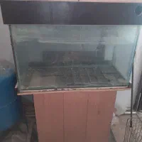 آکواریوم ماهی