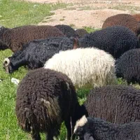 گوسفندوبره شیشک میش،بز،چراع طبیعی|حیوانات مزرعه|قزوین, |دیوار