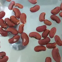 بذر لوبیا بلند( لوبیا ۳۰سانتی)