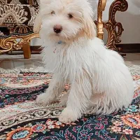 نژاد مالتیز