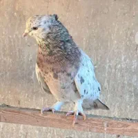 فروش کبوتر