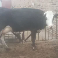 تعدادی گاو شیری جوان|حیوانات مزرعه|قم, قلعه صدری|دیوار