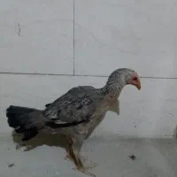 خروس و ماکیان|حیوانات مزرعه|سراوان, |دیوار