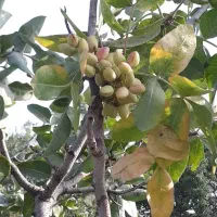 باغچه ۳۰۰متری درقزوین|فروش زمین و ملک کلنگی|کرج, برغان|دیوار