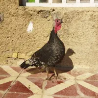 بوقلمون ماده