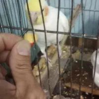 گمشده