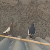 کبوتر بهبهونی
