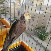 عروس هلندی گمشده|حیوانات|کرمانشاه, |دیوار