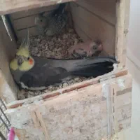 جفت عروس هلندی باجوجه|پرنده|عسلویه, |دیوار