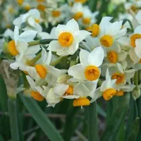 فروش گل نرگس بصورت عمده و تک