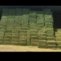 یونجه درجه یک تحویلی|لوازم جانبی حیوانات|کوهدشت, |دیوار