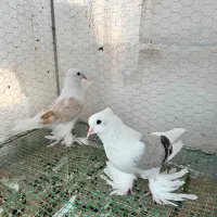 کبوتر پا پر