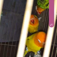 یک جفت گم شده