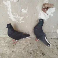 سیا تخت  دم  سفید