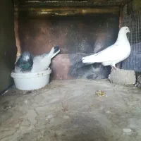 کفتر کبوتر کاشونی، دمگیر نروماده سیاه پشت