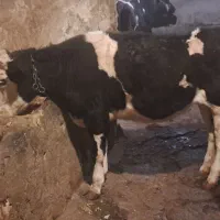 گوساله ماده هلشتاین