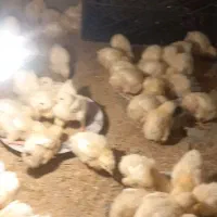 جوجه گوشتی سالم سرحال واکسن خورده