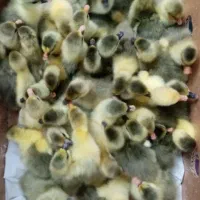 جوجه اردک محلی کله سبز