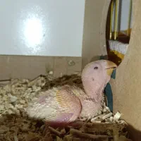 جوجه سرلاکی طوطی برزیلی