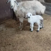 میش قارا گوز|حیوانات مزرعه|خرمدشت, |دیوار