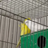 جفت پروانه ای دوگل فول کارداده