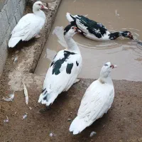 قوغاز چینی و غاز و اردک اسراییلی|حیوانات مزرعه|آزادشهر, |دیوار