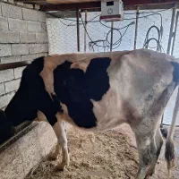 گاو هولشتاین 3ماه حامله|حیوانات مزرعه|چوبر, |دیوار