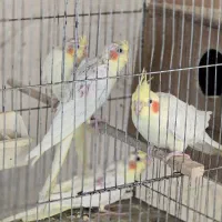 جوجه عروس هلندی