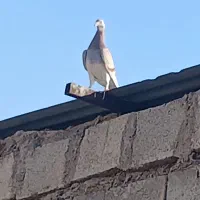 پرنده|پرنده|گتوند, |دیوار