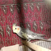 عروس هلنی نر|پرنده|تهران, زرگنده|دیوار